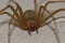 Mediterranean recluse spider