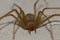 Mediterranean recluse spider