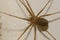 Mediterranean recluse spider.
