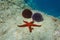 Mediterranean red sea star and urchins underwater