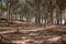 Mediterranean`s pine forest shadowed path