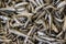 Mediterranean sand smelt fishes background.