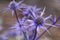 Mediterranean sea holly Eryngium bourgatii lapis blue, spiky metal-blue flower