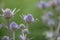 Mediterranean sea holly Eryngium bourgatii, spiky blue-purple flowers