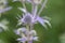 Mediterranean sea holly Eryngium bourgatii, spiky metalic blue flower