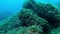 Mediterranean sea life - Underwater grouper fishes