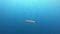 Mediterranean sea marine life - Alone barracuda and a damselfishes shoal