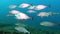 Mediterranean sea marine life - Amberjack fishes in cloudy water