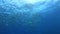 Mediterranean sea marine life - School of barracudas in shallow water