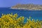 Mediterranean sea near Ile Rousse with yellow broom plants, Balagne, Northern Corsica, France