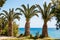 Mediterranean Sea palm trees on the seaside, Crete, Greece