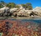 Mediterranean sea rocky coast red algae underwater