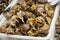 Mediterranean sea snail conch shells, traditional seafood canailla in spanish