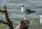 Mediterranean Seagull on a branch in the water in Danube Delta R