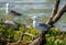Mediterranean Seagull on a branch in the water in Danube Delta R