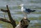 Mediterranean Seagull on a branch in the water in Danube Delta R