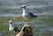 Mediterranean Seagull on a branch in the water in Danube Delta R