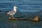 Mediterranean Seagull on a branch in the water in Danube Delta R