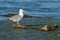 Mediterranean Seagull on a branch in the water in Danube Delta R