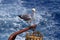 Mediterranean Seagull sitting on a ship`s lantern