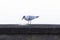 A mediterranean seagull is standing on a black wall, the bird is looking enthusiastically at its food, it should hurry up with