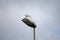 Mediterranean seagulls with open beak standing on an unlit halogen streetlamp on a cloudy day