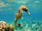 Mediterranean Seahorse, seahorse underwater against the backdrop of turquoise water and coral reef