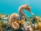 Mediterranean seahorse underwater against the backdrop of turquoise water and coral reef