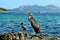 Mediterranean shag Phalacrocorax aristotelis desmarestii in summer