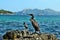 Mediterranean shag Phalacrocorax aristotelis desmarestii in summer