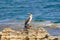 Mediterranean Shag - Phalacrocorax Aristotelis - Sitting On A Rock During a Sunny Spring Day