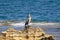 Mediterranean Shag - Phalacrocorax Aristotelis - Sitting On A Rock During a Sunny Spring Day