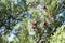 Mediterranean shrub Juniperus phoenicea