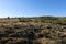 Mediterranean shrubland landscape