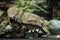 Mediterranean slipper lobster (Scyllarides latus).