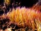 Mediterranean snakelocks sea anemone - Anemonia sulcata