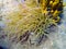 Mediterranean snakelocks sea anemone on the bottomo of the sea