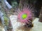 Mediterranean snakelocks sea anemone in water at Valencia