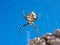 Mediterranean spider on a web, Croatia islands