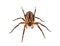 Mediterranean spiny false wolf spider isolated on white background, Zoropsis spinimana