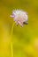 Mediterranean Spotted Chafer: Captivating Macro Shots of an Insect Jewel