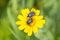 Mediterranean spotted chafer Oxythyrea Funesta on a yellow flower