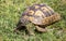 Mediterranean Spur-thighed Tortoise Crawling