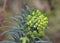 Mediterranean spurge, Crete