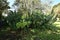 Mediterranean spurge Euphorbia characias   1