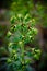 Mediterranean Spurge & x28;Euphorbia Characias& x29;
