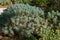 Mediterranean Spurge Euphorbia characias  847611