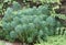 Mediterranean spurge Euphorbia characias Blue wonder, plant