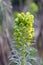 Mediterranean spurge Euphorbia characias subsp. characias flower