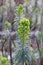 Mediterranean spurge Euphorbia characias subsp. characias a flowering plant